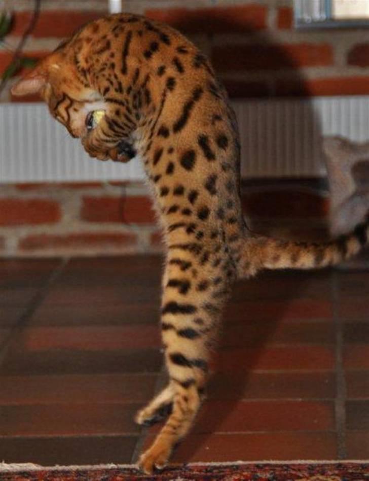 Bengal luna - "Der fik jeg dig!" billede 8