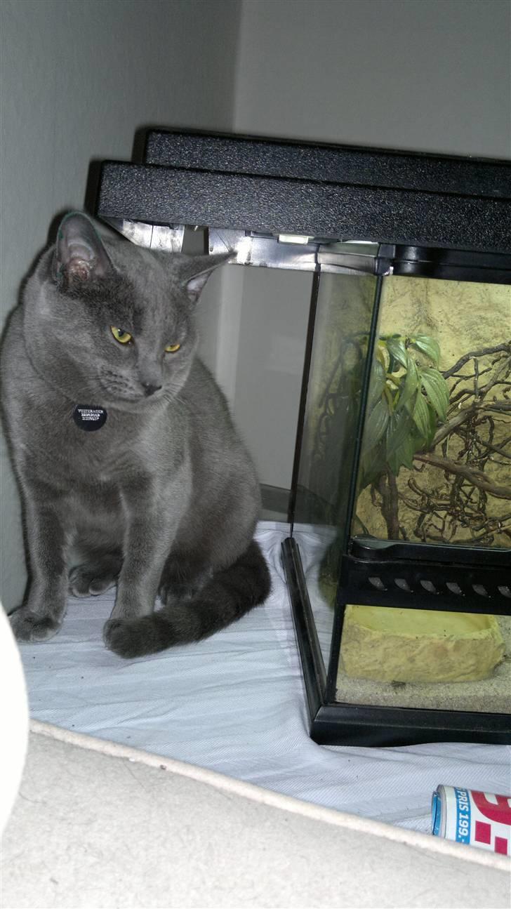 Blanding af racer Nestor billede 3