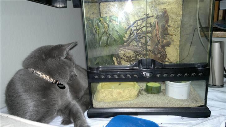 Blanding af racer Nestor billede 4