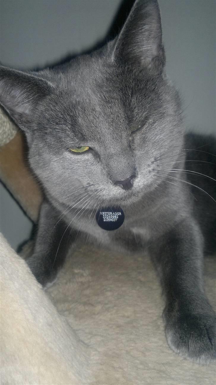 Blanding af racer Nestor billede 6