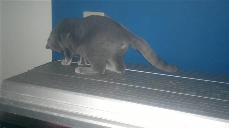 Blanding af racer Nestor billede 7