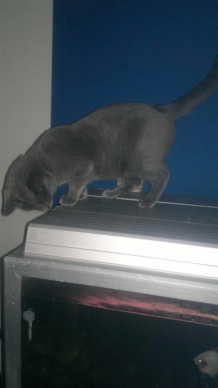 Blanding af racer Nestor billede 8