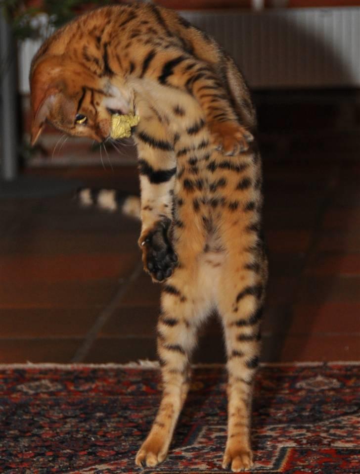 Bengal luna - Lille Luna let-på-tå billede 9