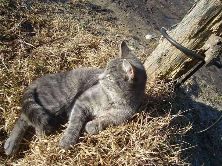 Huskat Minni Mis billede 18