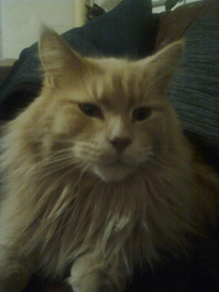 Blanding af racer Simba billede 1