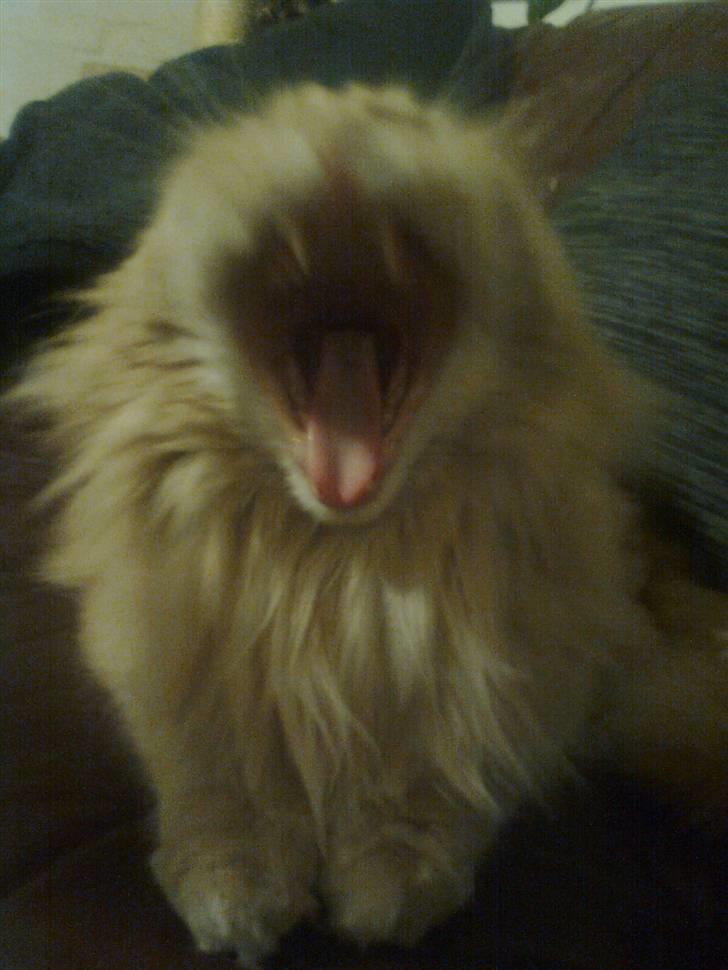 Blanding af racer Simba - så vi en farlig tiger!!! billede 2