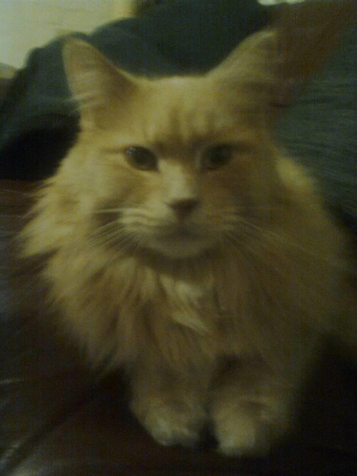 Blanding af racer Simba billede 3