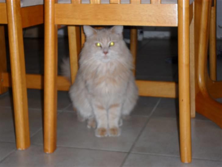 Blanding af racer Simba billede 4