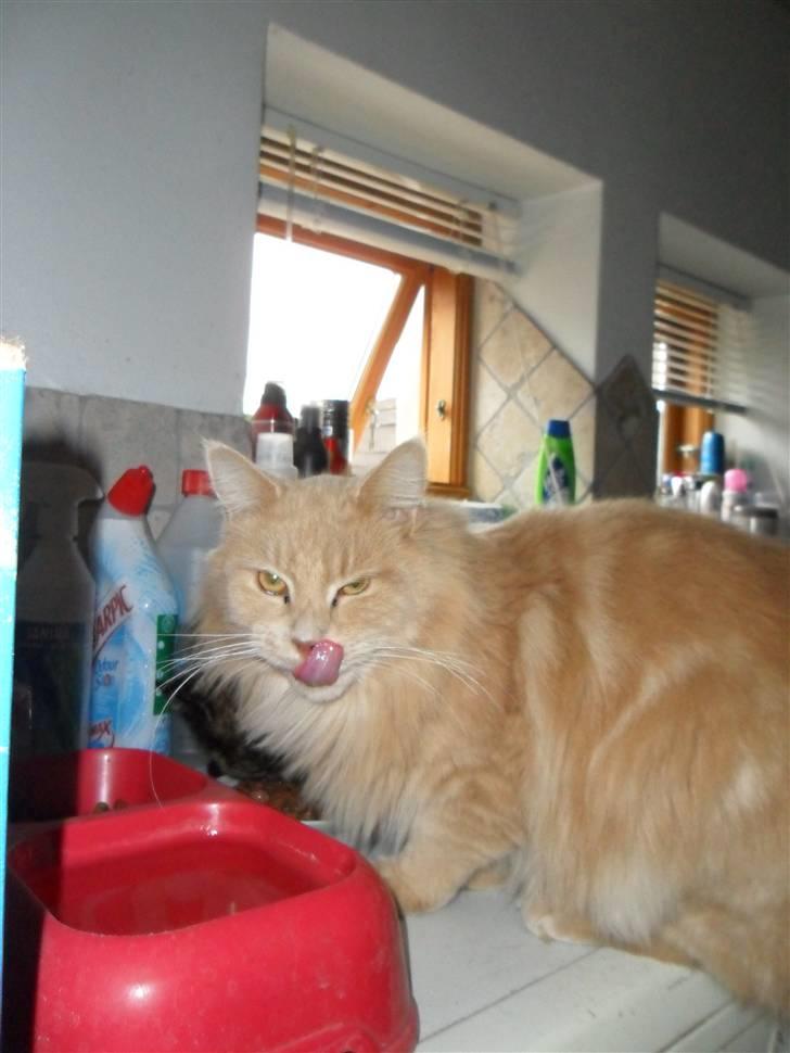 Blanding af racer Simba - muuuummmsss smager godt billede 5