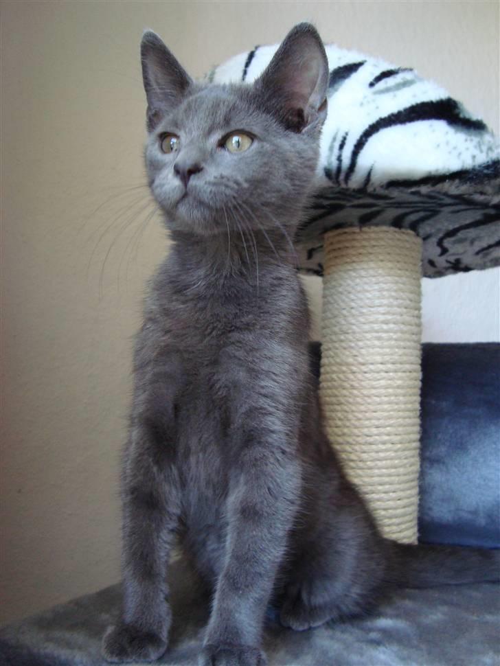 Huskat Bandit billede 1