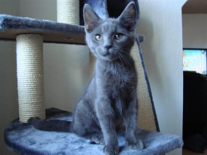 Huskat Bandit billede 2