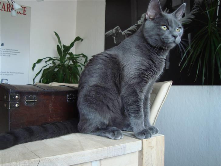 Huskat Bandit billede 3