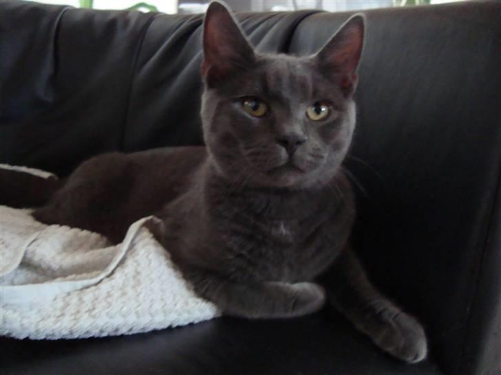 Huskat Bandit billede 4