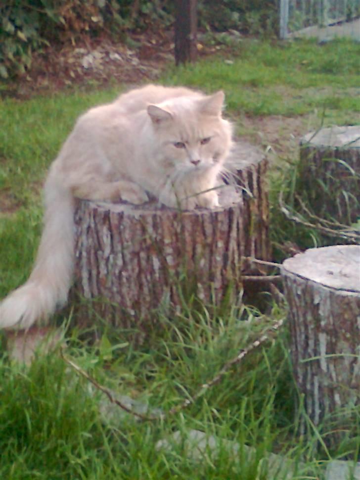 Blanding af racer Simba - Er jeg god her,mor? hehe billede 6