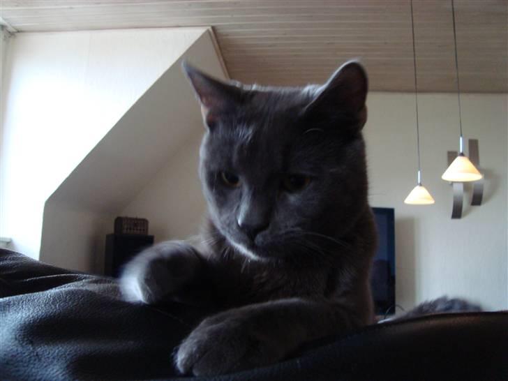 Huskat Bandit billede 5