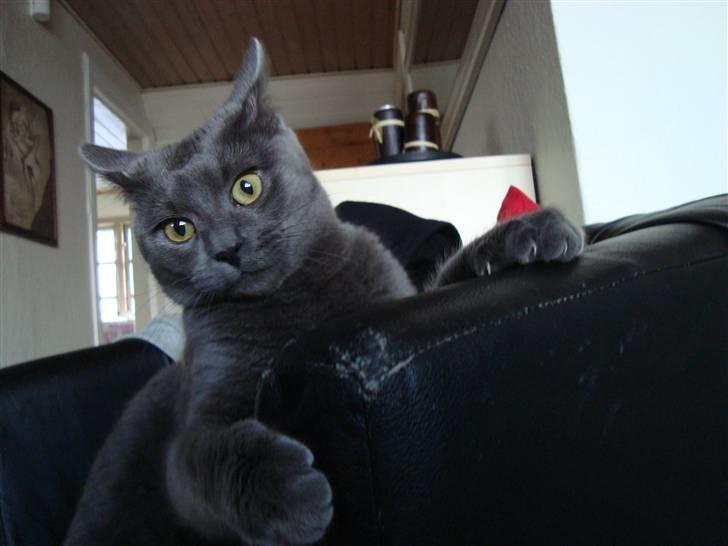 Huskat Bandit billede 6