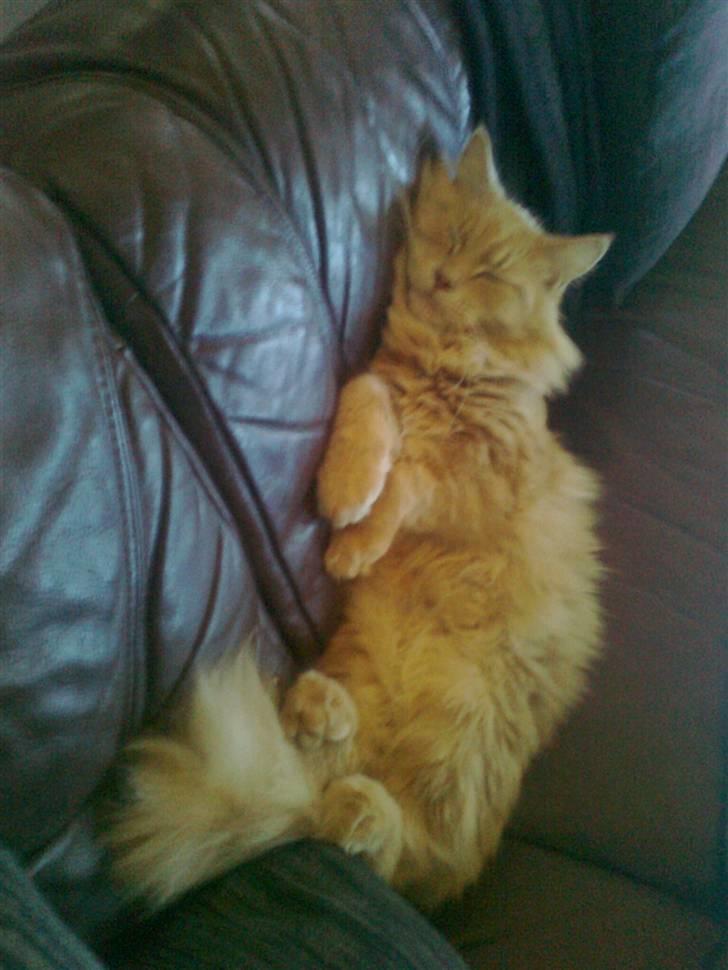 Blanding af racer Simba - Min ynglingsbeskæftigelse:SOVE billede 7