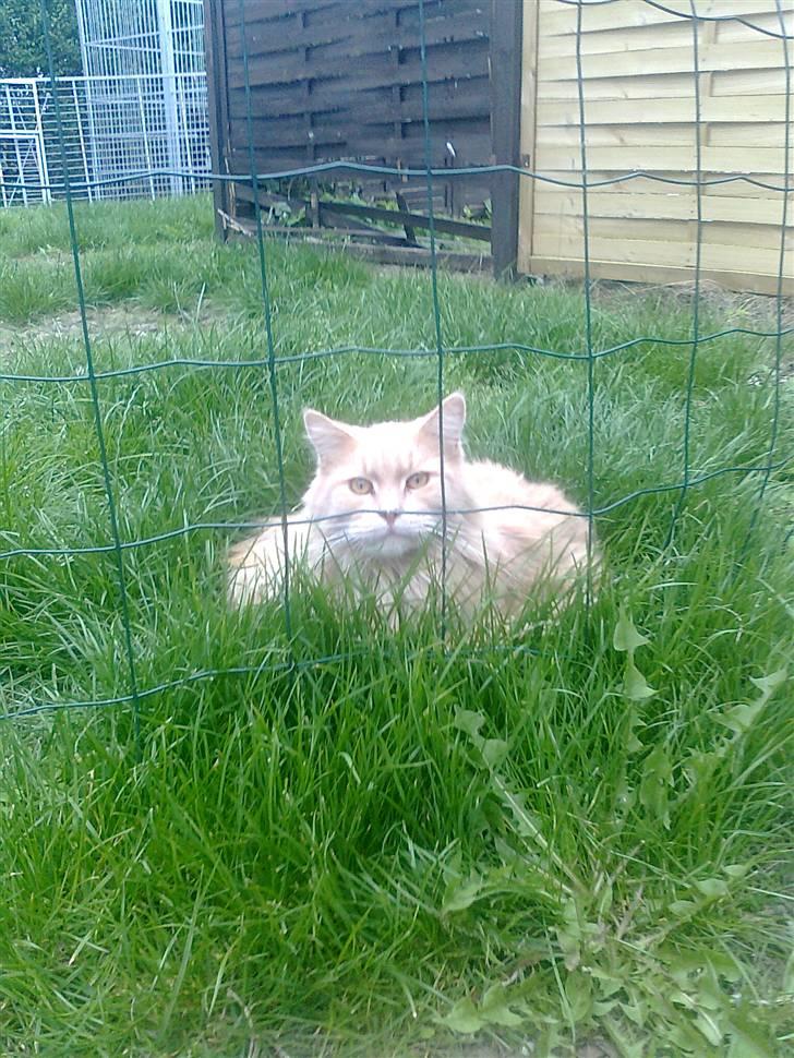 Blanding af racer Simba - Tager musene hvis der kommer nogen forbi billede 8