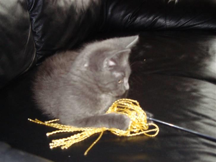 Huskat Bandit billede 7