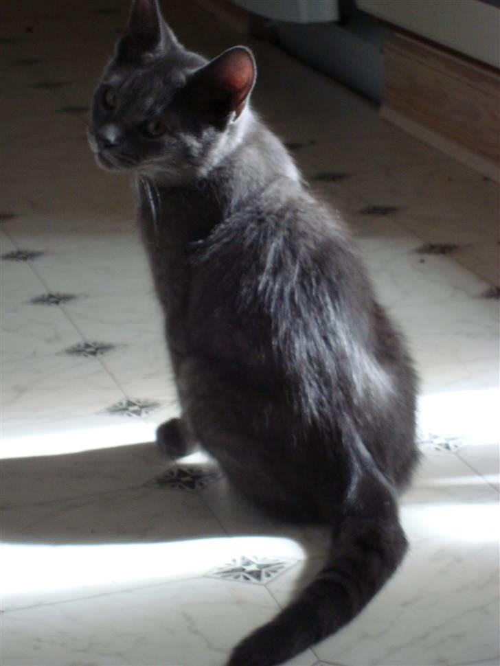 Huskat Bandit billede 8