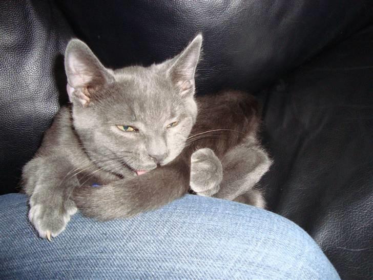 Huskat Bandit billede 9