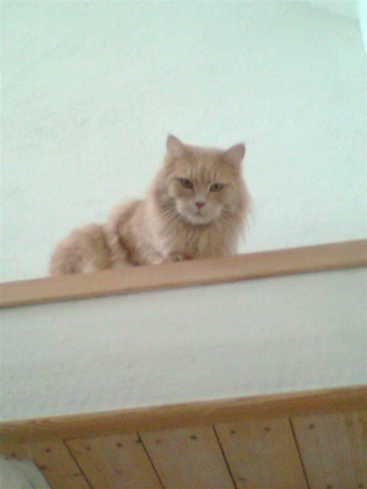 Blanding af racer Simba - Ha ha her kan I ikke nå mig billede 9