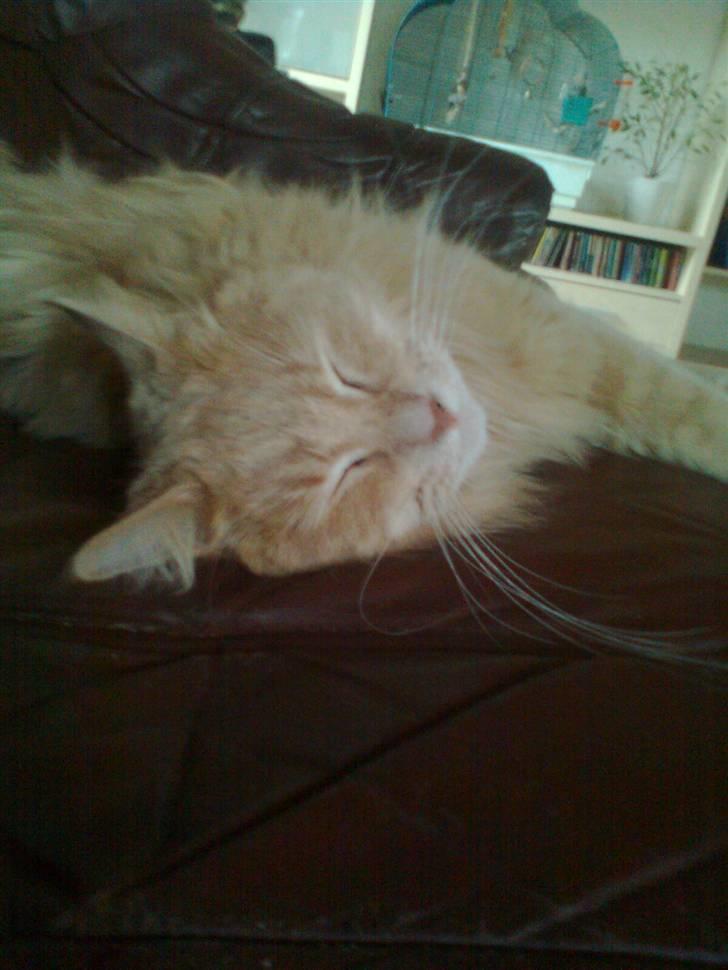 Blanding af racer Simba - En morfar på sofaen billede 10