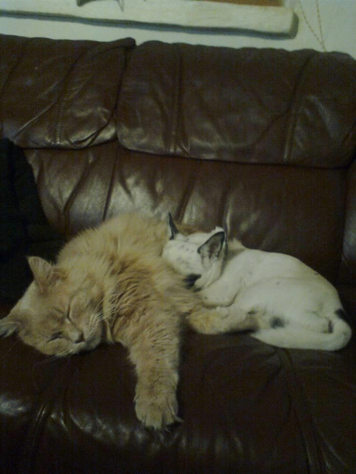 Blanding af racer Simba - Putte med han s"bror" Chihuahuaen Bobo billede 11