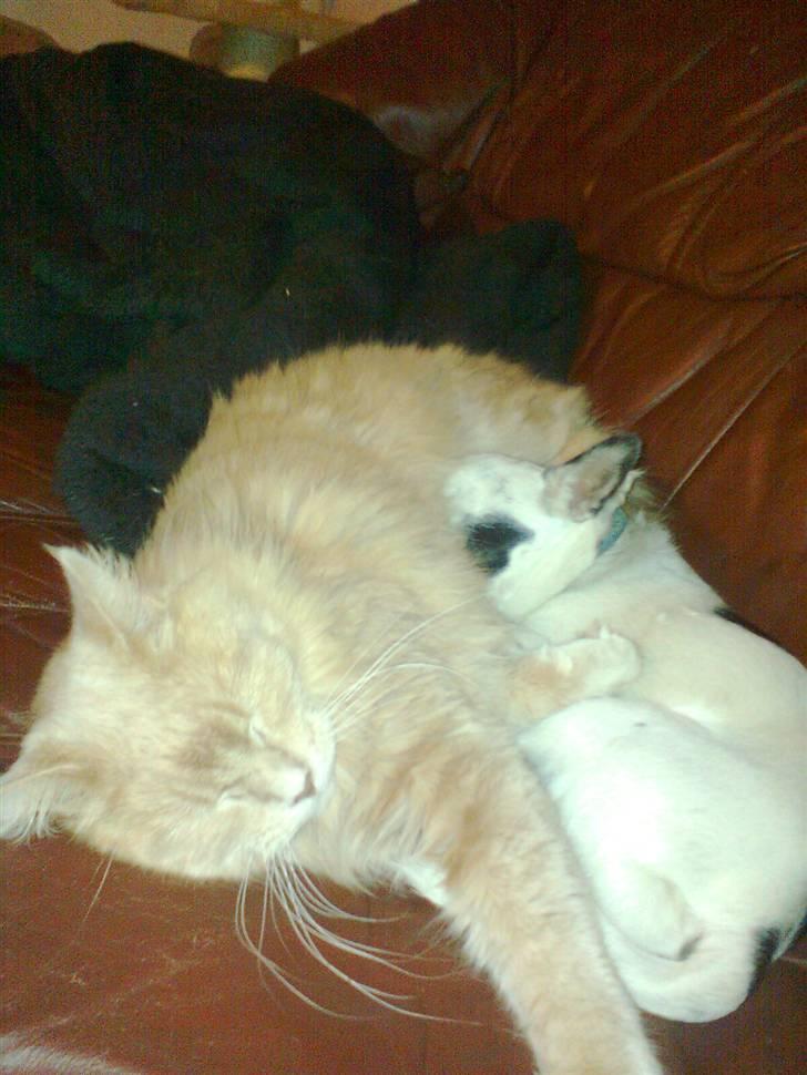 Blanding af racer Simba - Ja ja,lad os nu sove billede 12