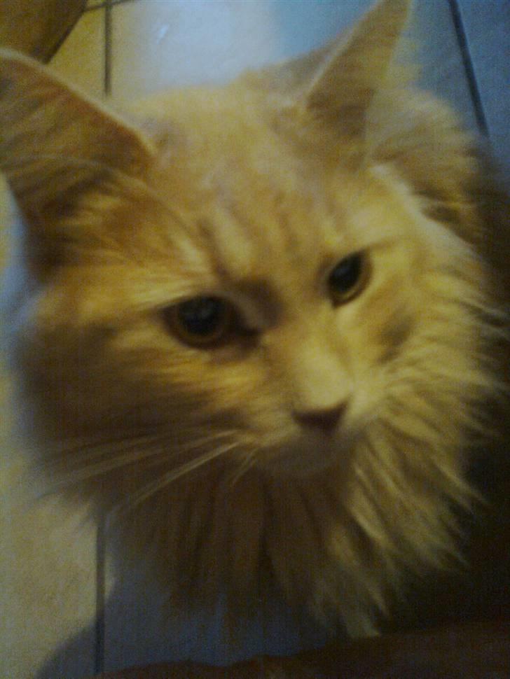 Blanding af racer Simba billede 13