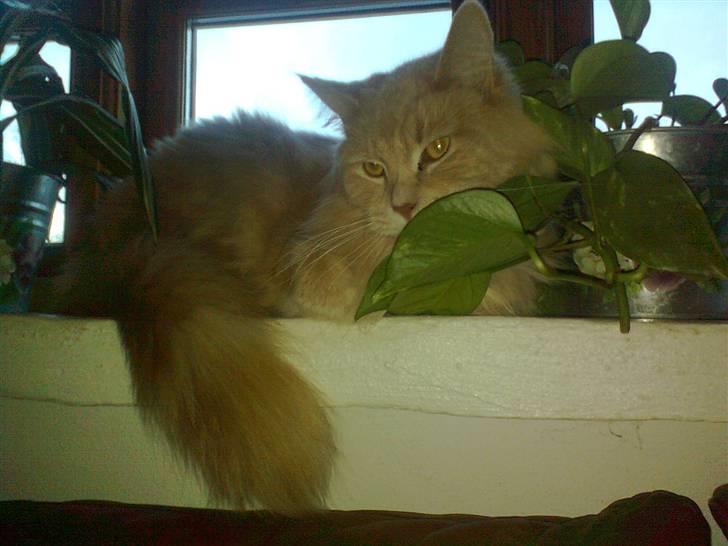 Blanding af racer Simba - simba i urskoven  billede 14