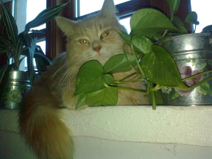 Blanding af racer Simba - borte borte tit tit billede 15