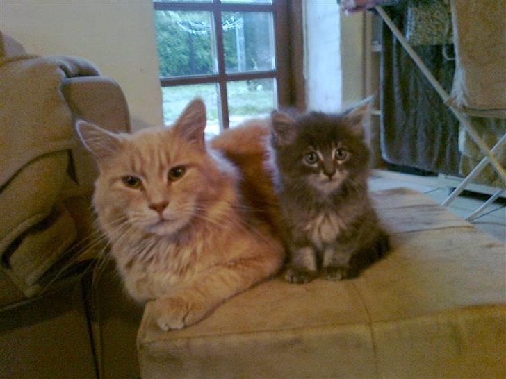 Blanding af racer Simba - den stolte far og hans søn billede 16