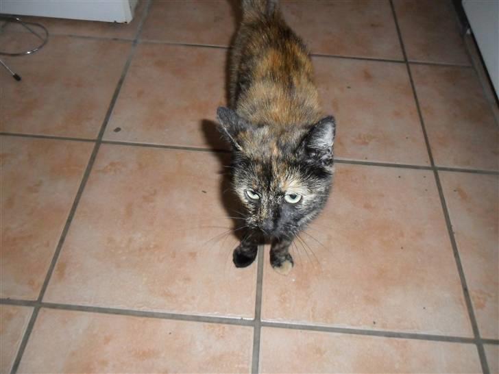 Huskat Rosa billede 1