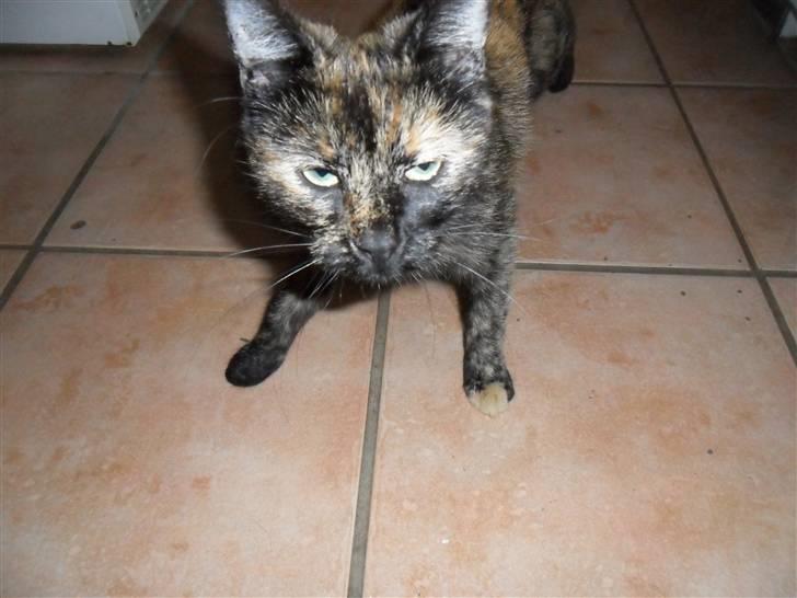 Huskat Rosa billede 2