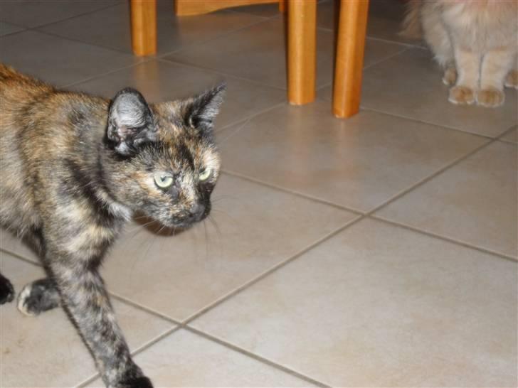 Huskat Rosa - Vi lister os af sted på tå..... billede 3