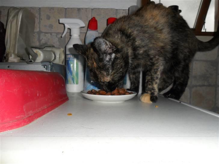 Huskat Rosa billede 4