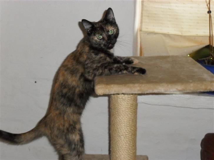 Huskat Rosa - Se mig billede 5