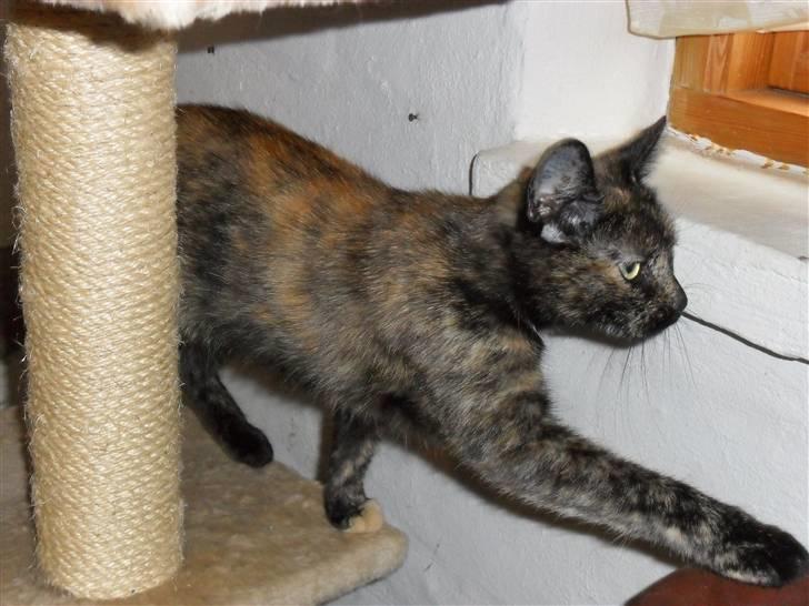 Huskat Rosa billede 6