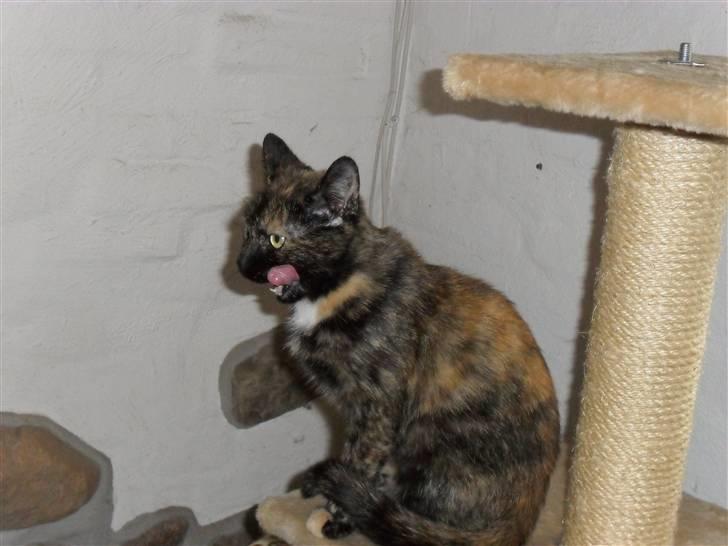 Huskat Rosa billede 7