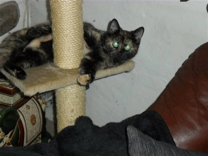 Huskat Rosa billede 8