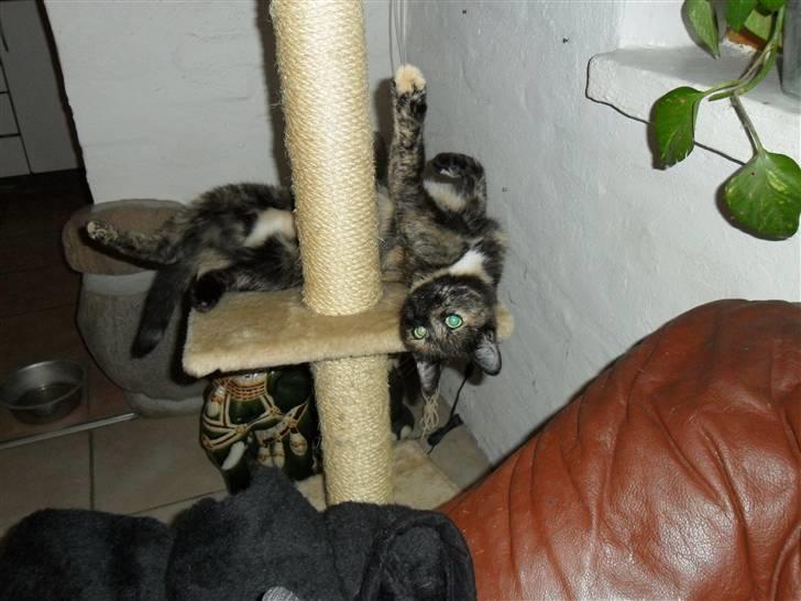 Huskat Rosa - så leger vi vild mis billede 9