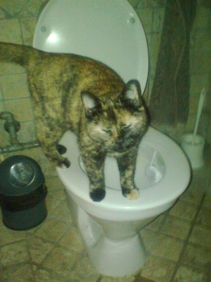 Huskat Rosa - toilet katten billede 10