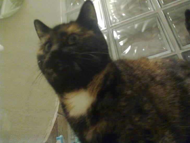 Huskat Rosa billede 11