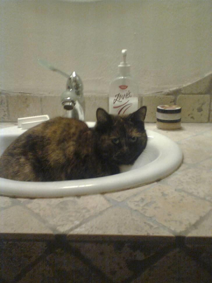 Huskat Rosa - håndvasken er et godt hvile sted.... så  mangler vi bare nogen tænder for vandhanen billede 12