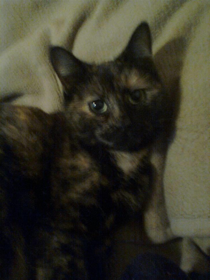 Huskat Rosa billede 13