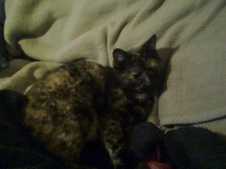 Huskat Rosa billede 14