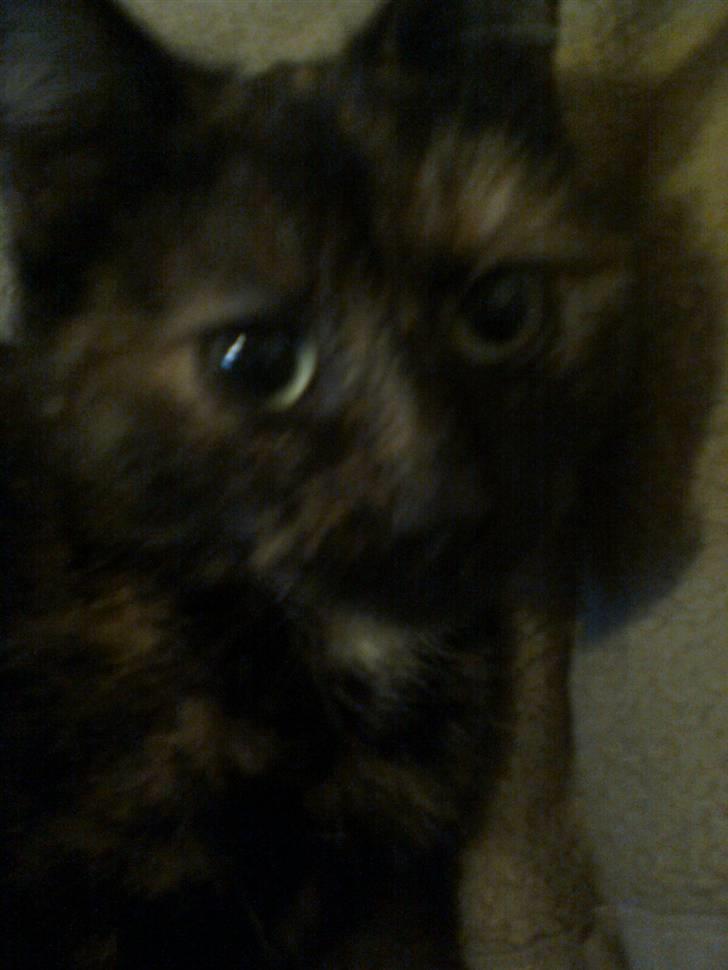 Huskat Rosa - Bøøøøhhhh!!!! billede 15