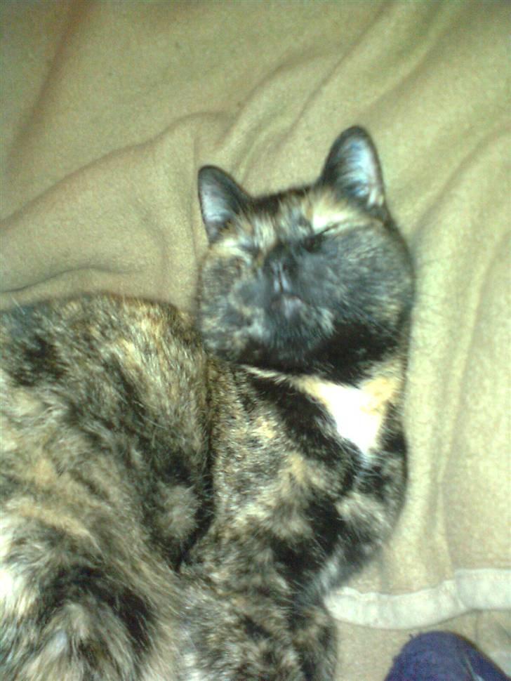 Huskat Rosa - Åhhhh,rart at være til billede 16