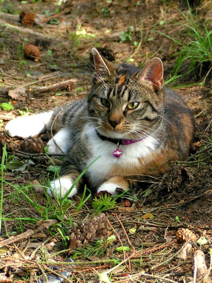 Huskat Ziggy billede 2